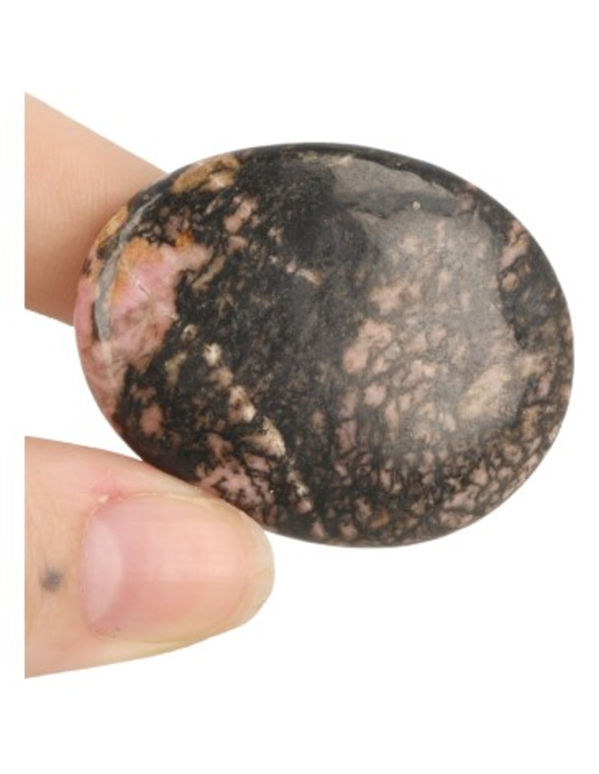 Turritellaagat sten, fossil, 4 till 5 cm