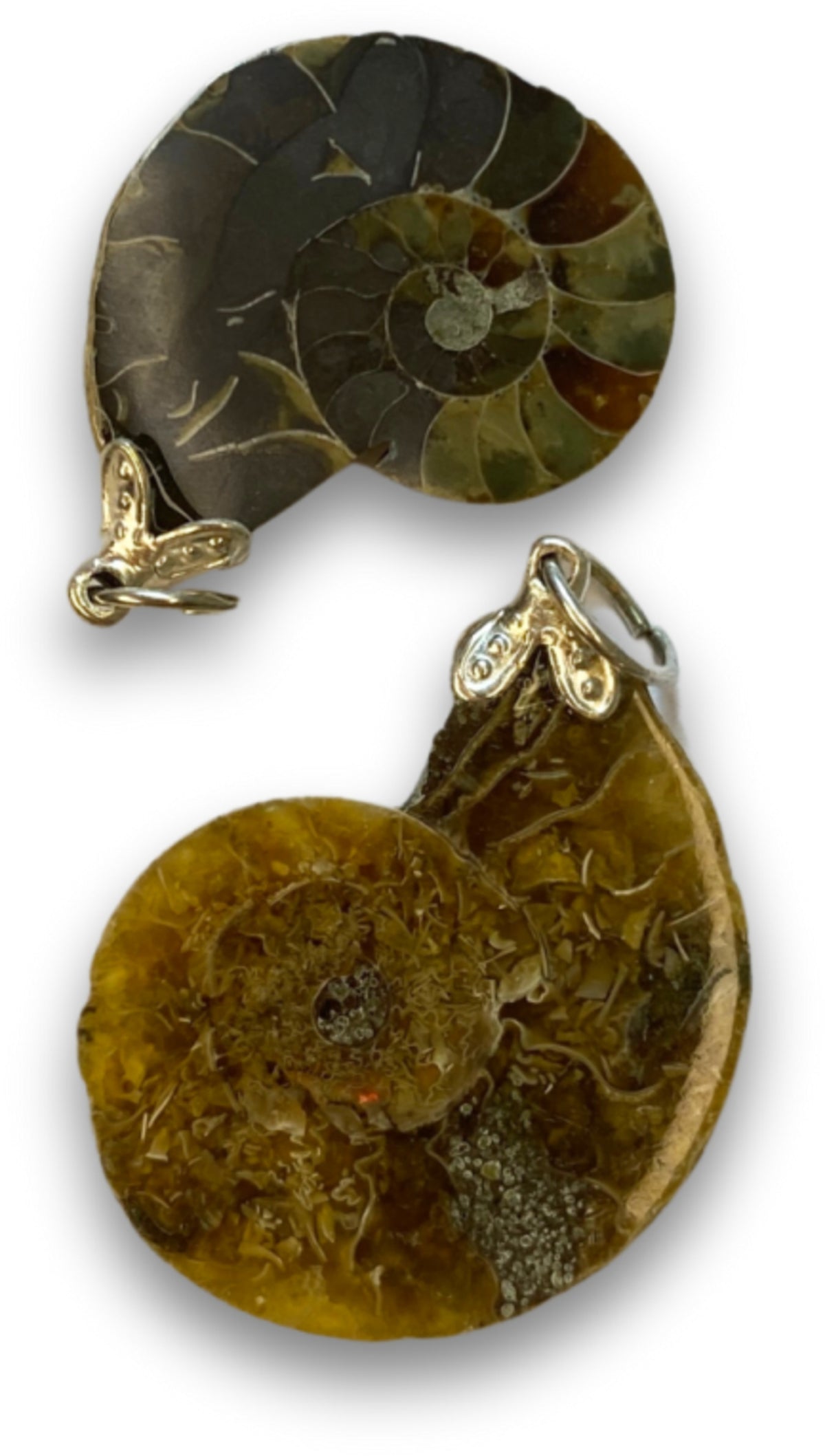 Ammonit hänge, fossil, 1 till 1,5 cm