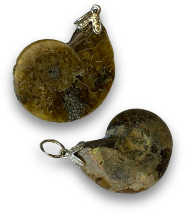 Ammonit hänge, fossil, 1 till 1,5 cm