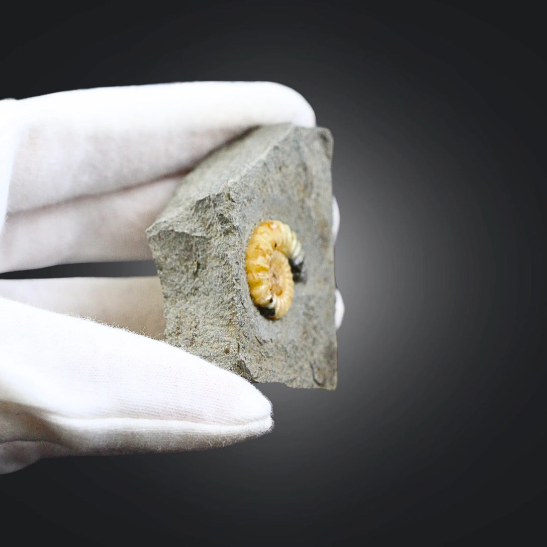 Asteroceras fossil med kalcit, tidig jura, Kina, nr 02