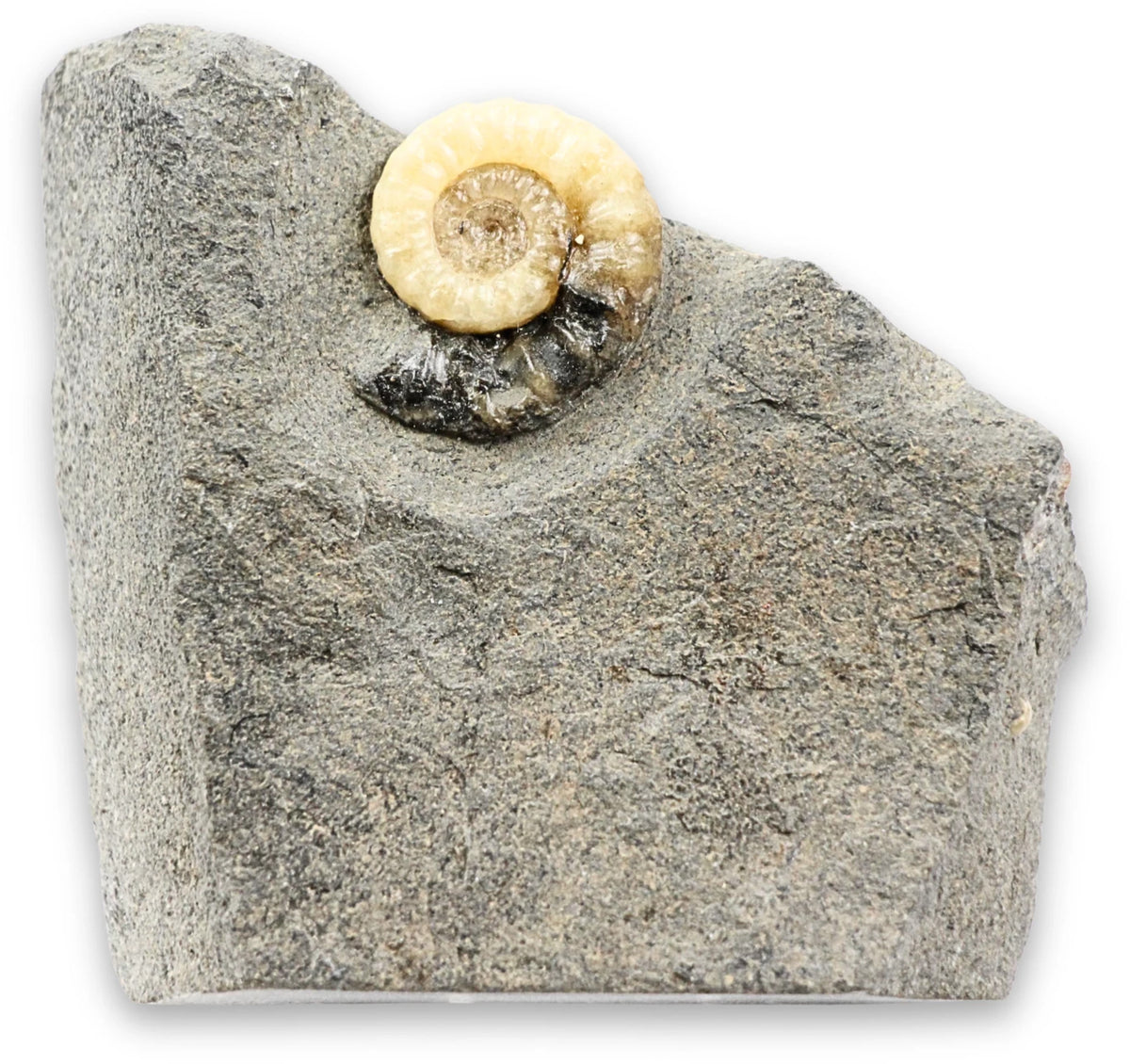 Ammonit fossil med kalcit, Asteroceras, 7,1 cm, nr 03