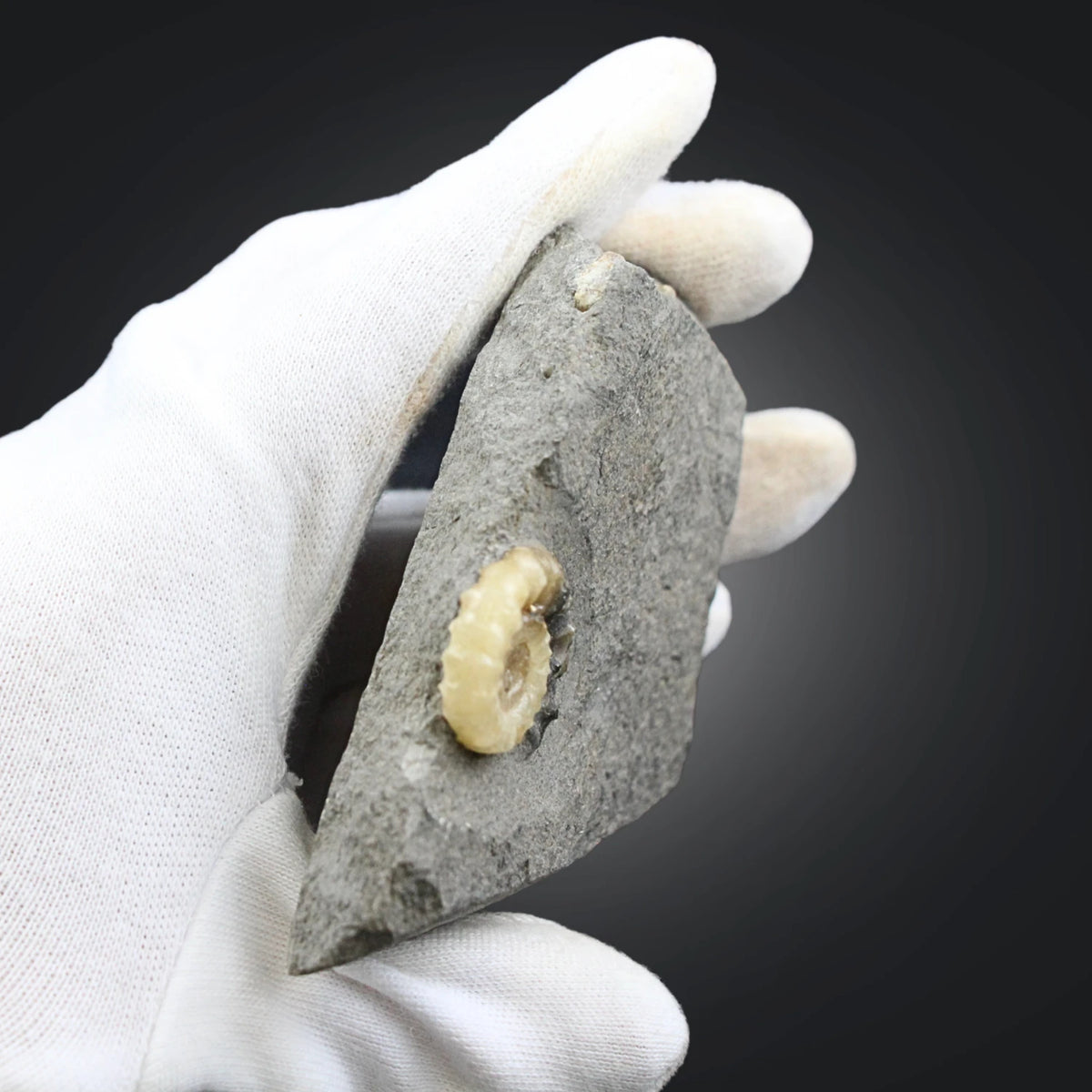 Ammonit fossil med kalcit, Asteroceras, 7,1 cm, nr 03