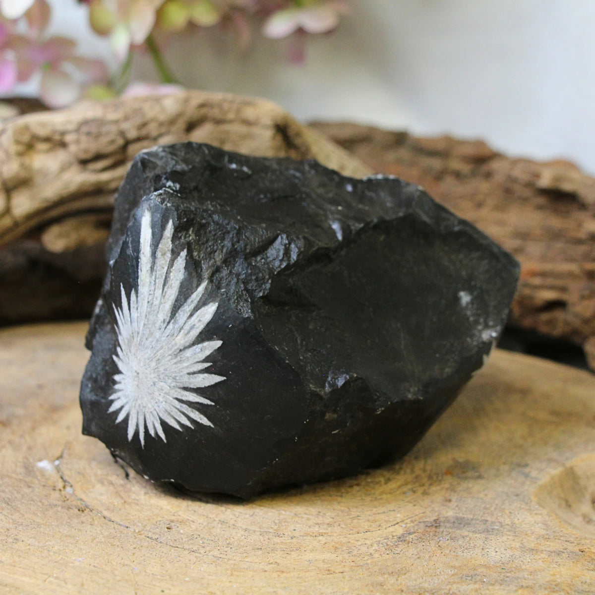 Krysantemumsten rå, 11,5 cm, nr 10