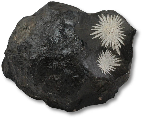 Krysantemumsten rå, 10 cm, nr 13