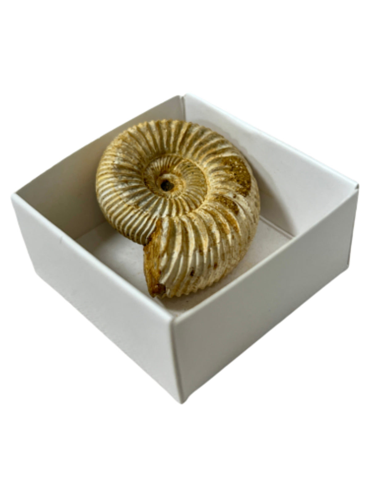 Ammonit fossil i ask, rå, 3,5 cm