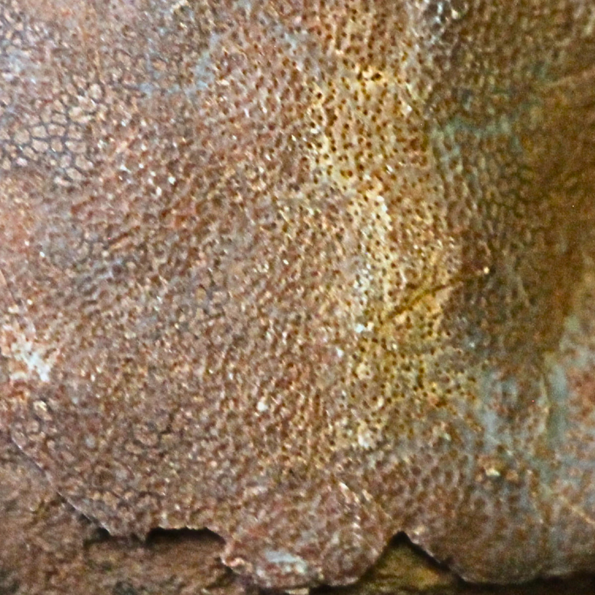 Fossil sjöborre, jura, Kina, 6 cm, nr 62