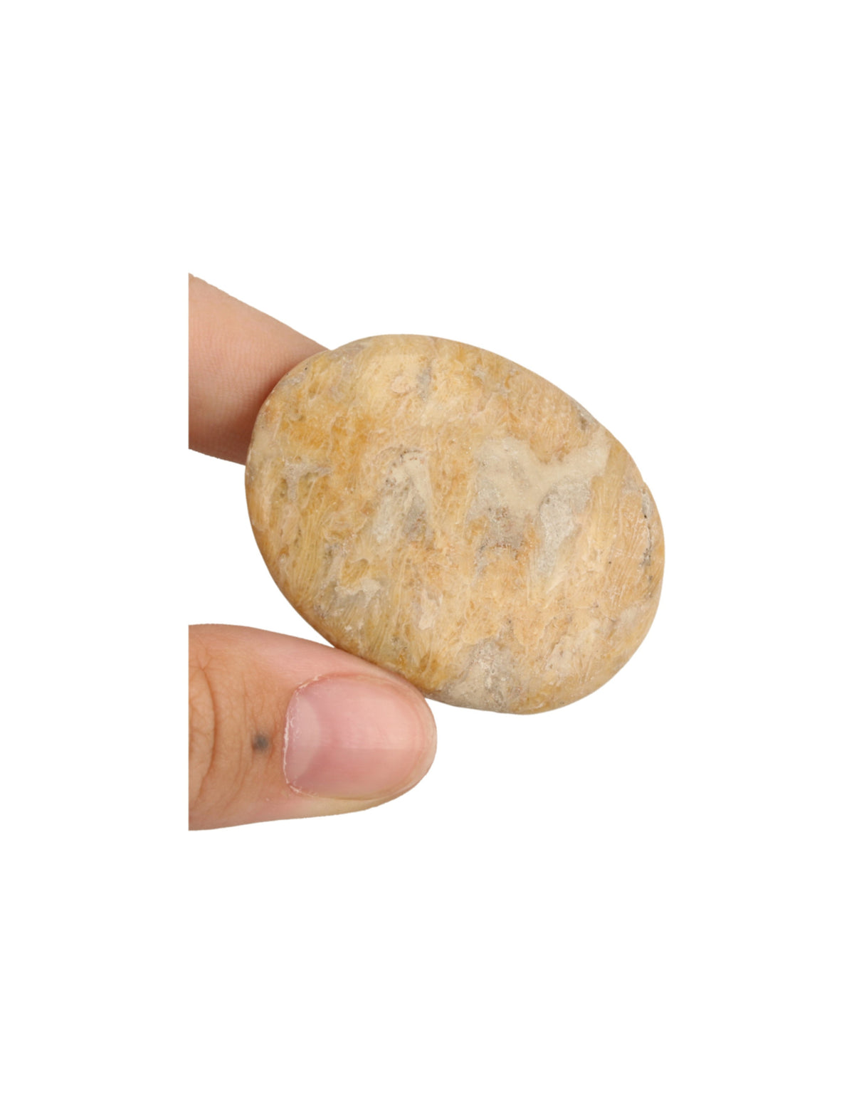 Fossil korall ficksten, polerad, 4 till 6 cm
