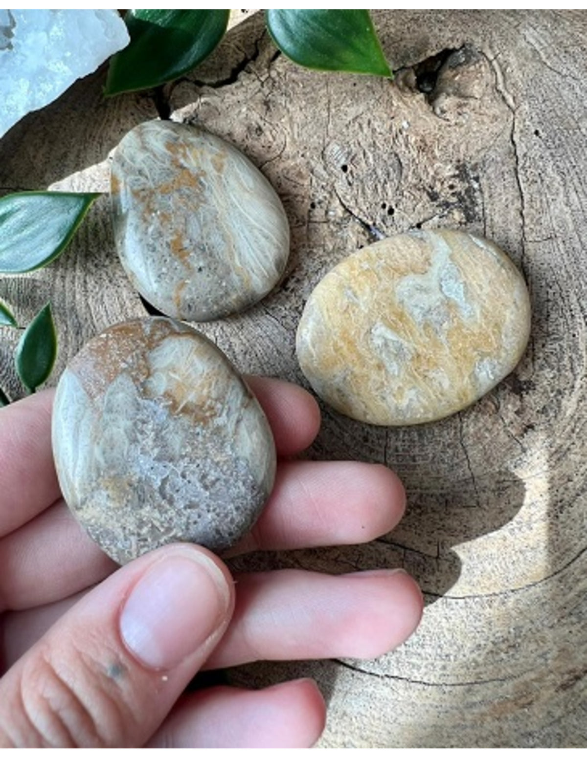 Fossil korall ficksten, polerad, 4 till 6 cm