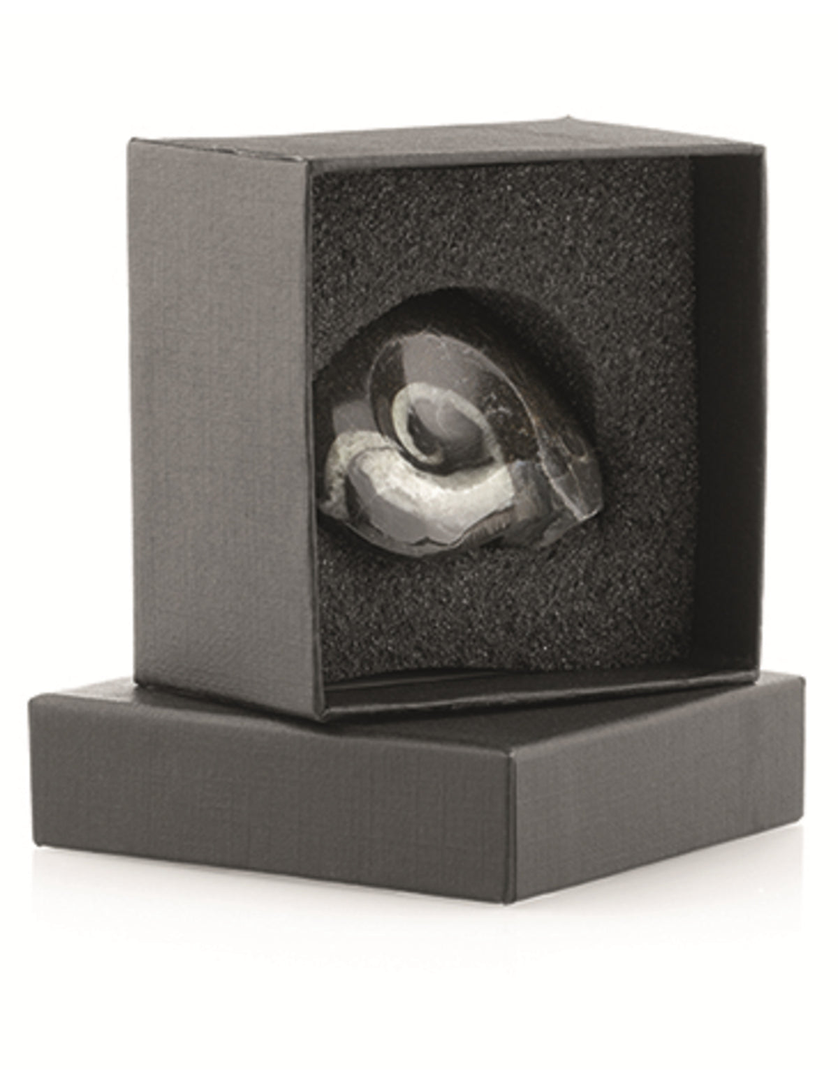 Goniatit fossil i presentask från Madagaskar, ca 50 g