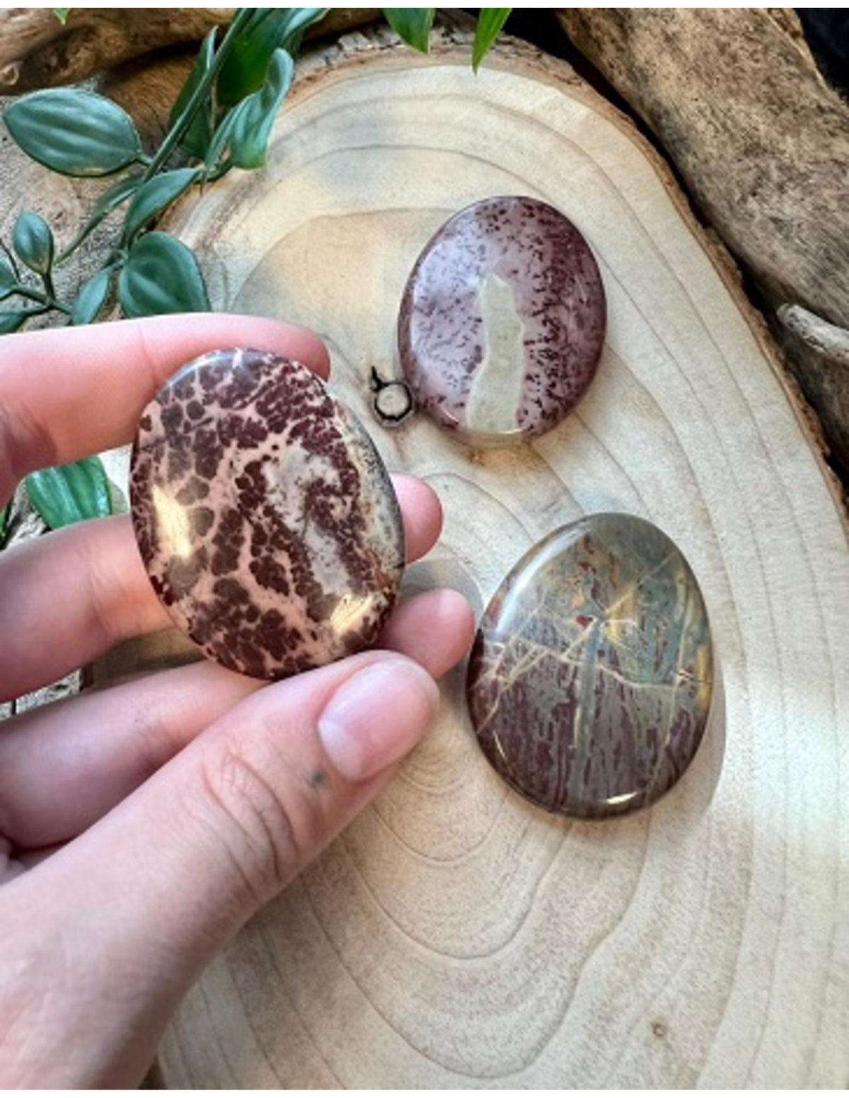 Chokladjaspis ficksten, brun, 3 till 5 cm