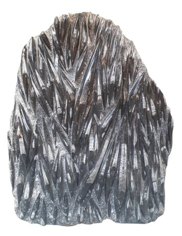 Orthoceras platta, fossil, 97 x 75 cm, nr 2 (67 kg)