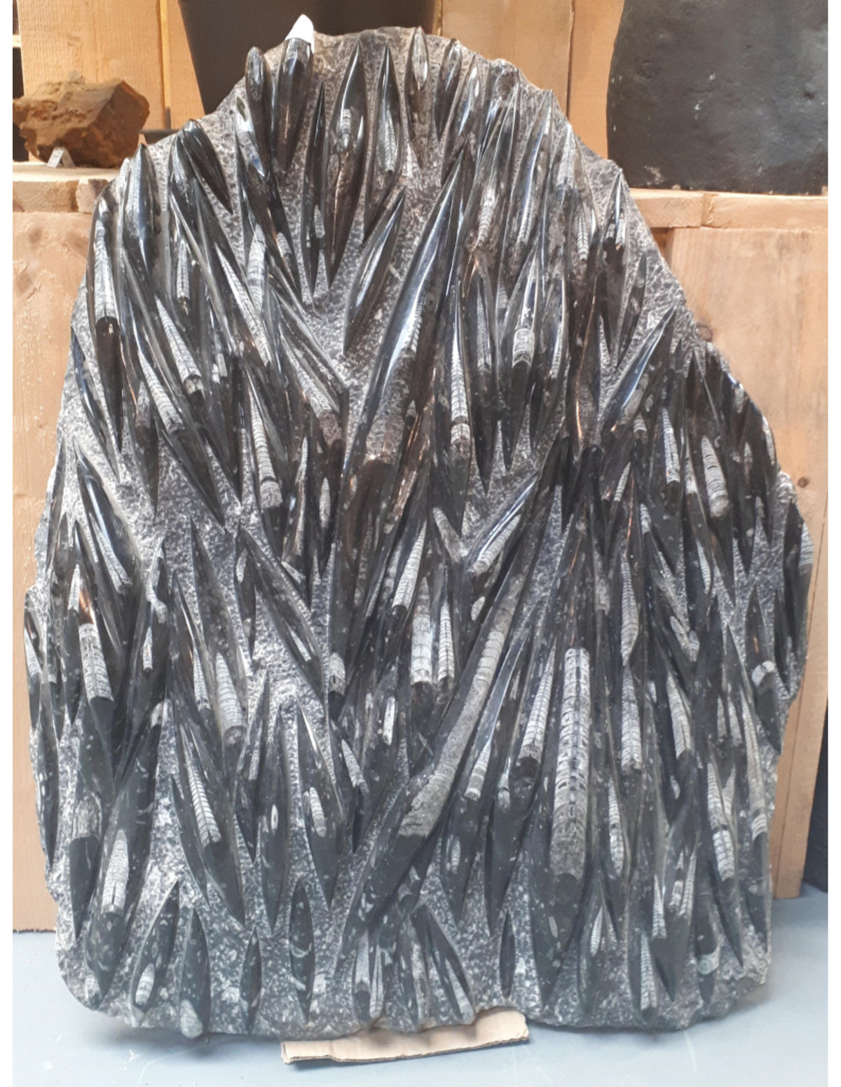 Orthoceras platta, fossil, 97 x 75 cm, nr 2 (67 kg)