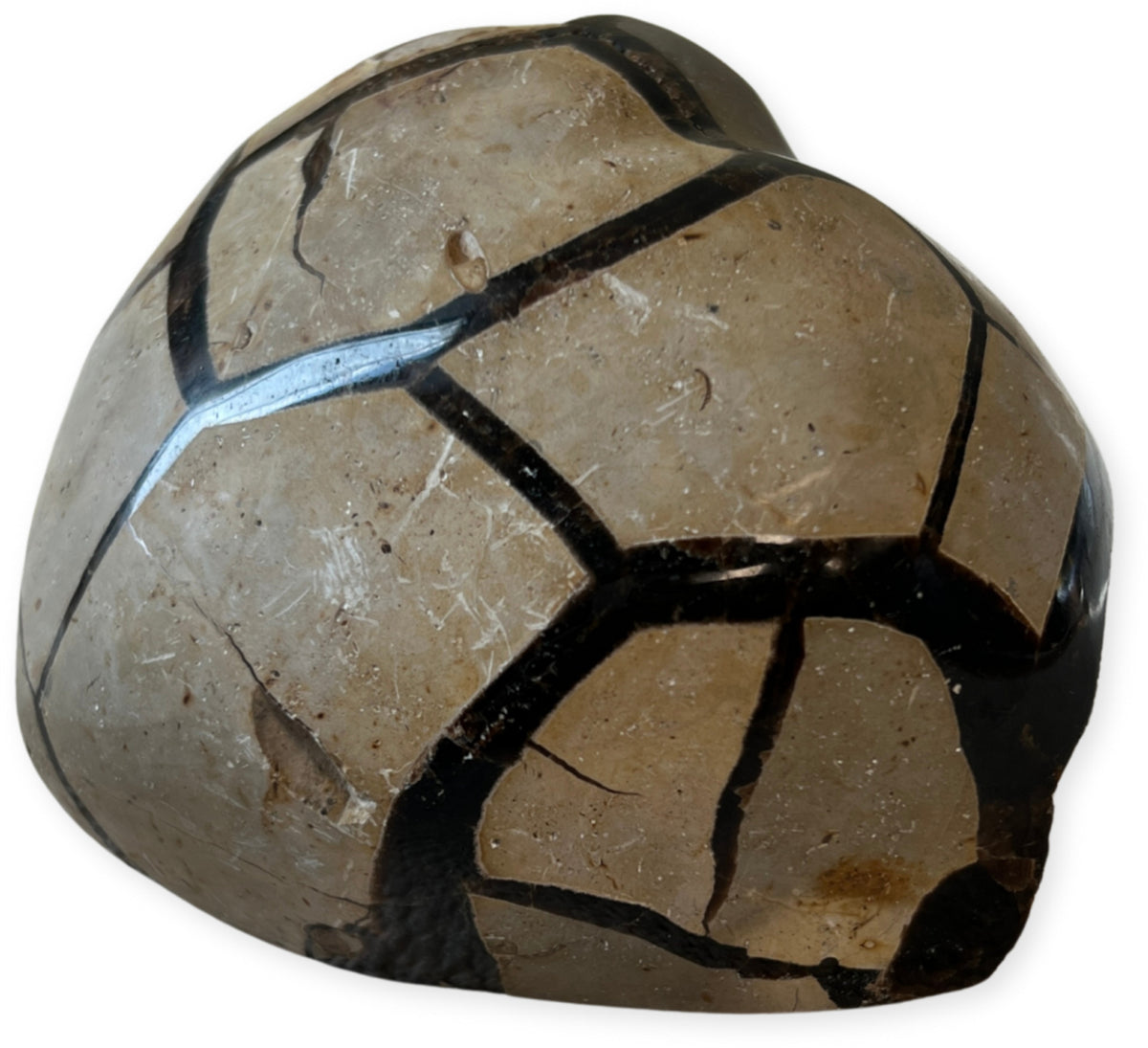 Septarie hjärta, delvis polerad, 790 g, nr 7