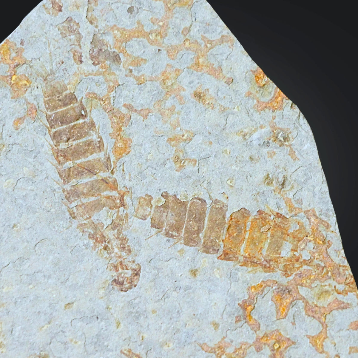 Trilobit fossil, nr 61 (9,2 cm)