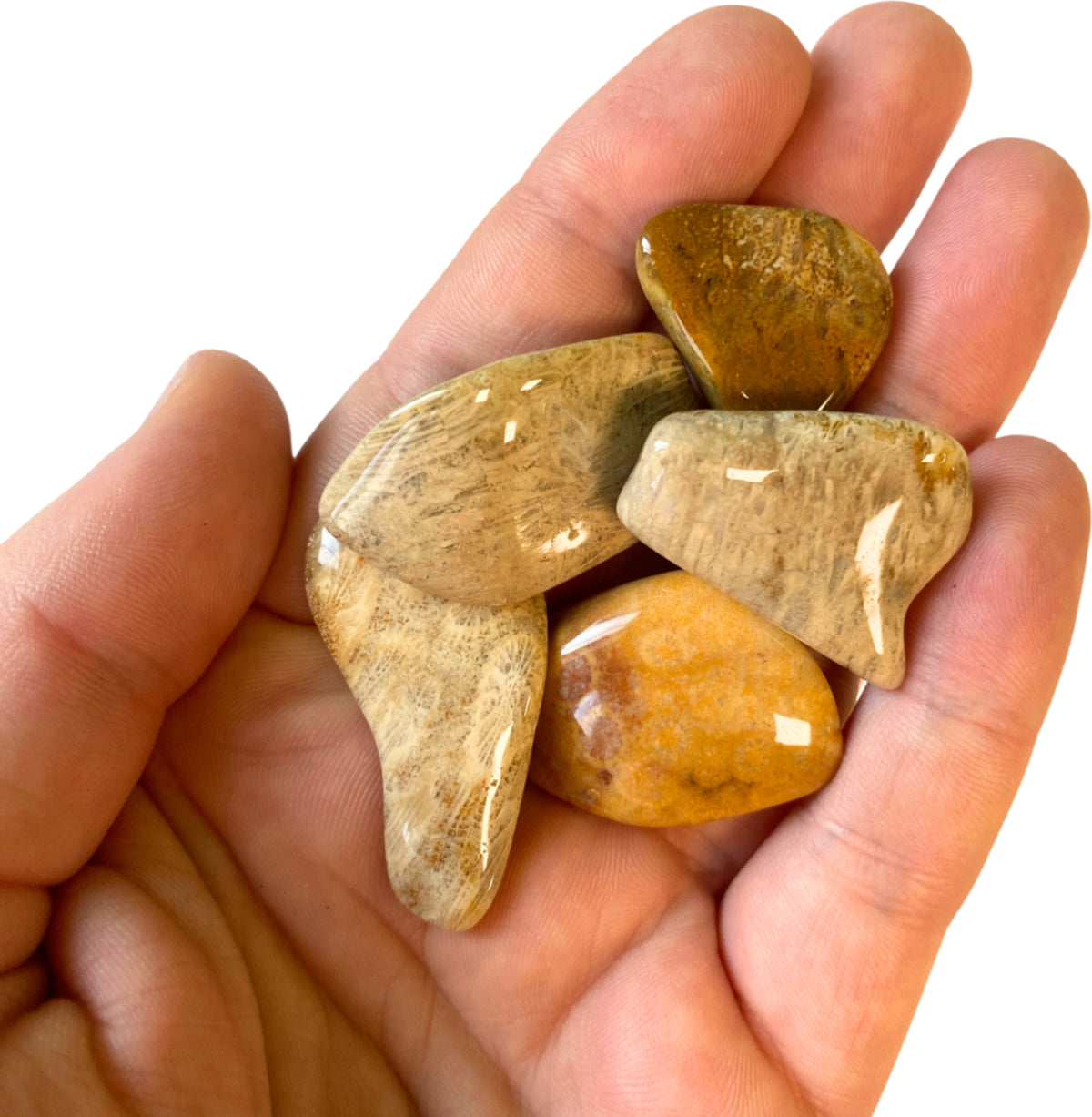 Fossil korall trumlade stenar, 100 g, 2 till 4 cm