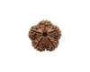 Rudraksha – kristall i tetragonalt