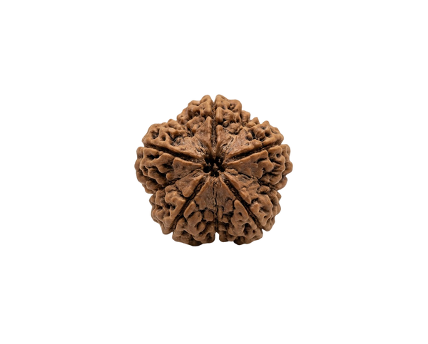Rudraksha – råsten