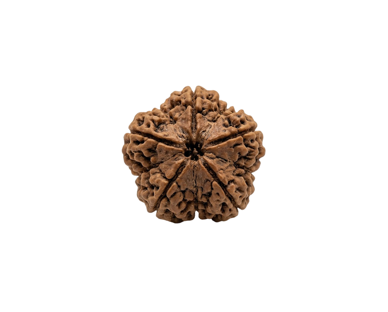 Rudraksha – kristall