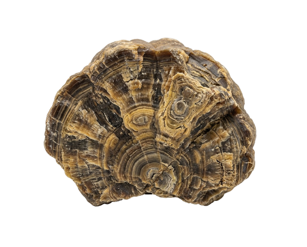 Schalenblende – råsten