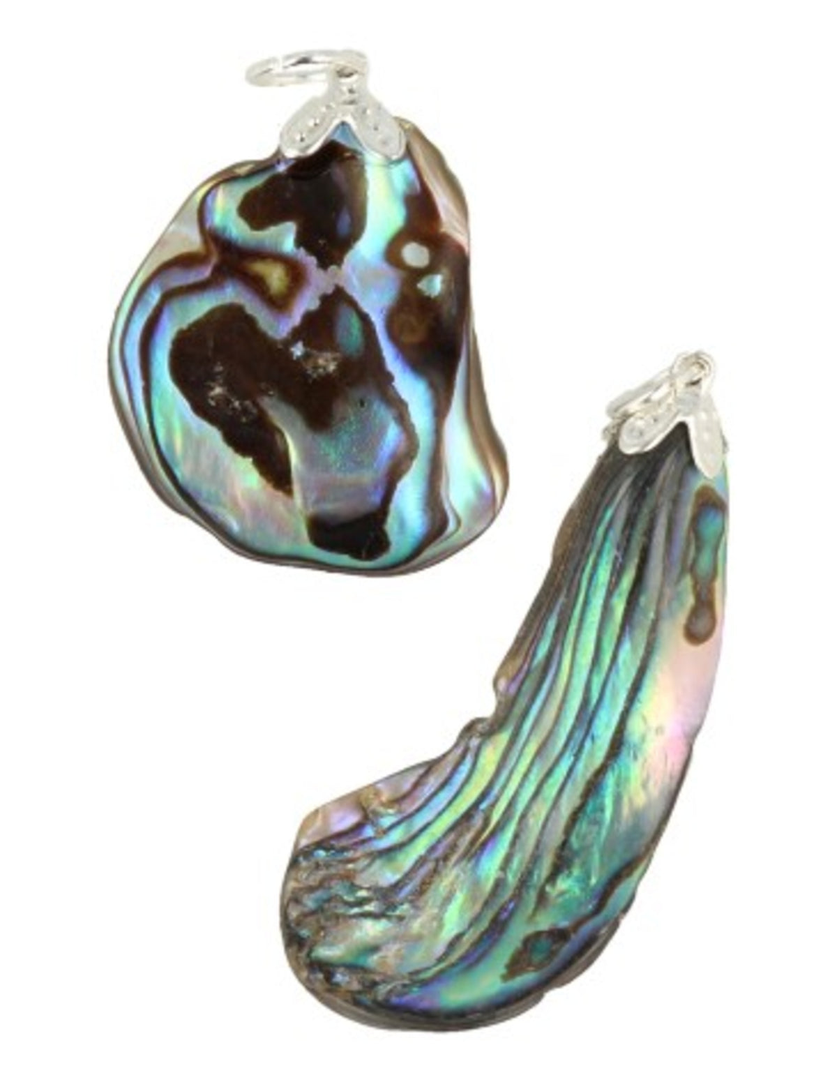 Abalone hänge, paua-skal, 3 till 5 cm, från Nya Zeeland
