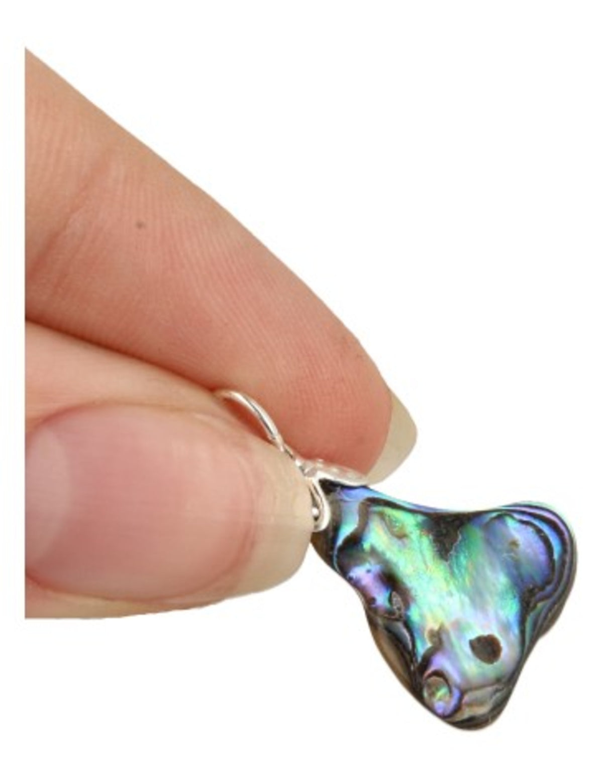 Abalone hänge, paua-skal, 3 till 5 cm, från Nya Zeeland