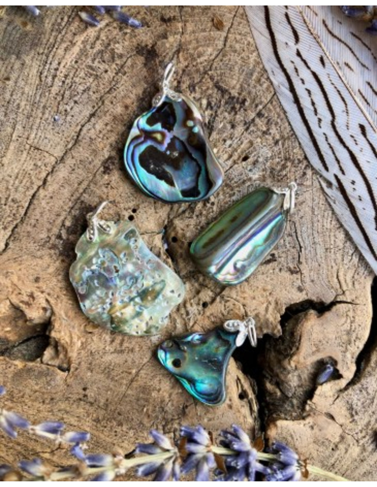 Abalone hänge, paua-skal, 3 till 5 cm, från Nya Zeeland