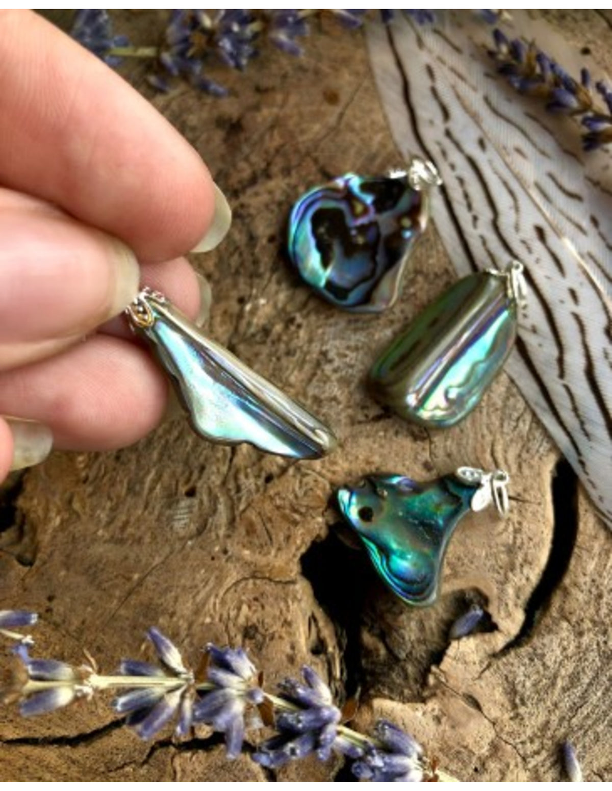 Abalone hänge, paua-skal, 3 till 5 cm, från Nya Zeeland
