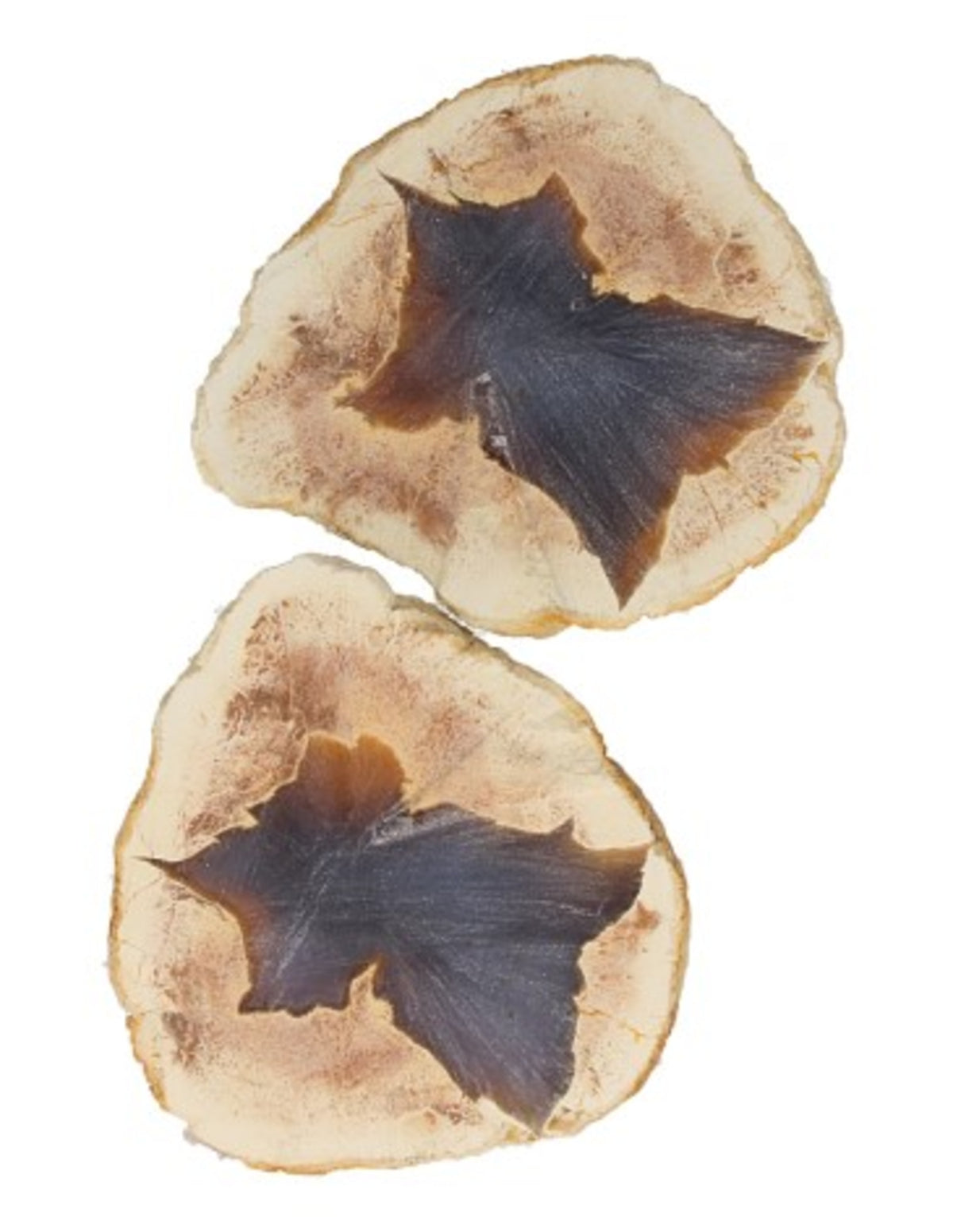 Stjärnagat, par, 2 till 3 cm, från Australien