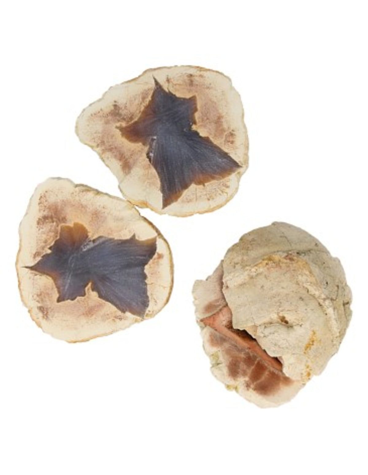 Stjärnagat, par, 2 till 3 cm, från Australien