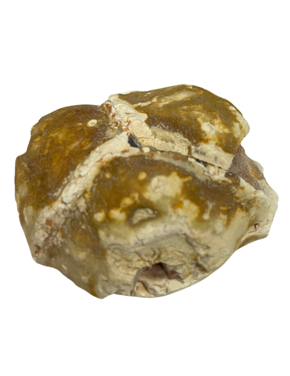 Stjärnagat, par, från Australien, 4 till 6 cm
