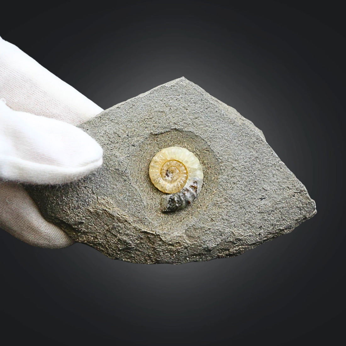 Asteroceras fossil med kalcit, tidig jura, Kina, nr 01