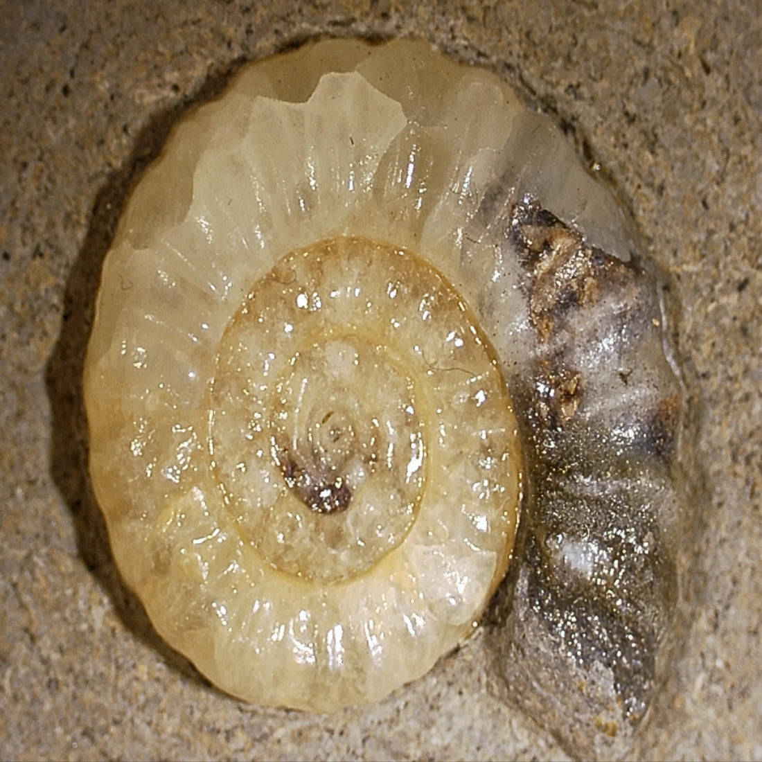 Asteroceras fossil med kalcit, tidig jura, Kina, nr 01