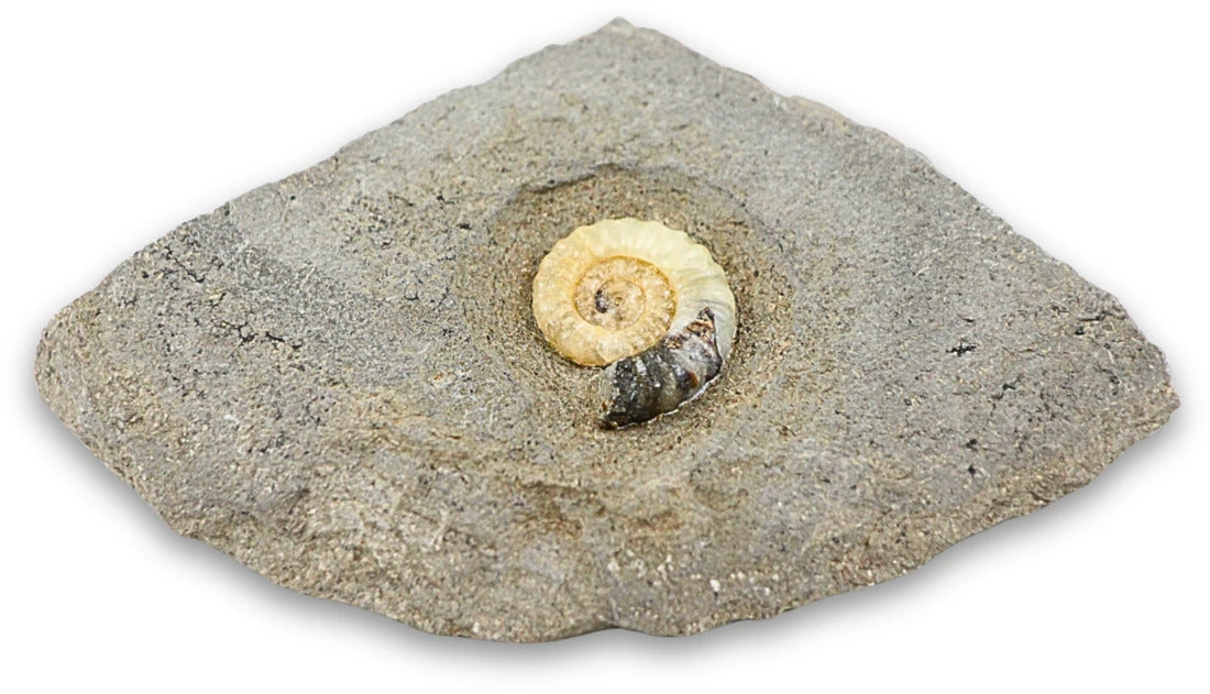 Asteroceras fossil med kalcit, tidig jura, Kina, nr 01
