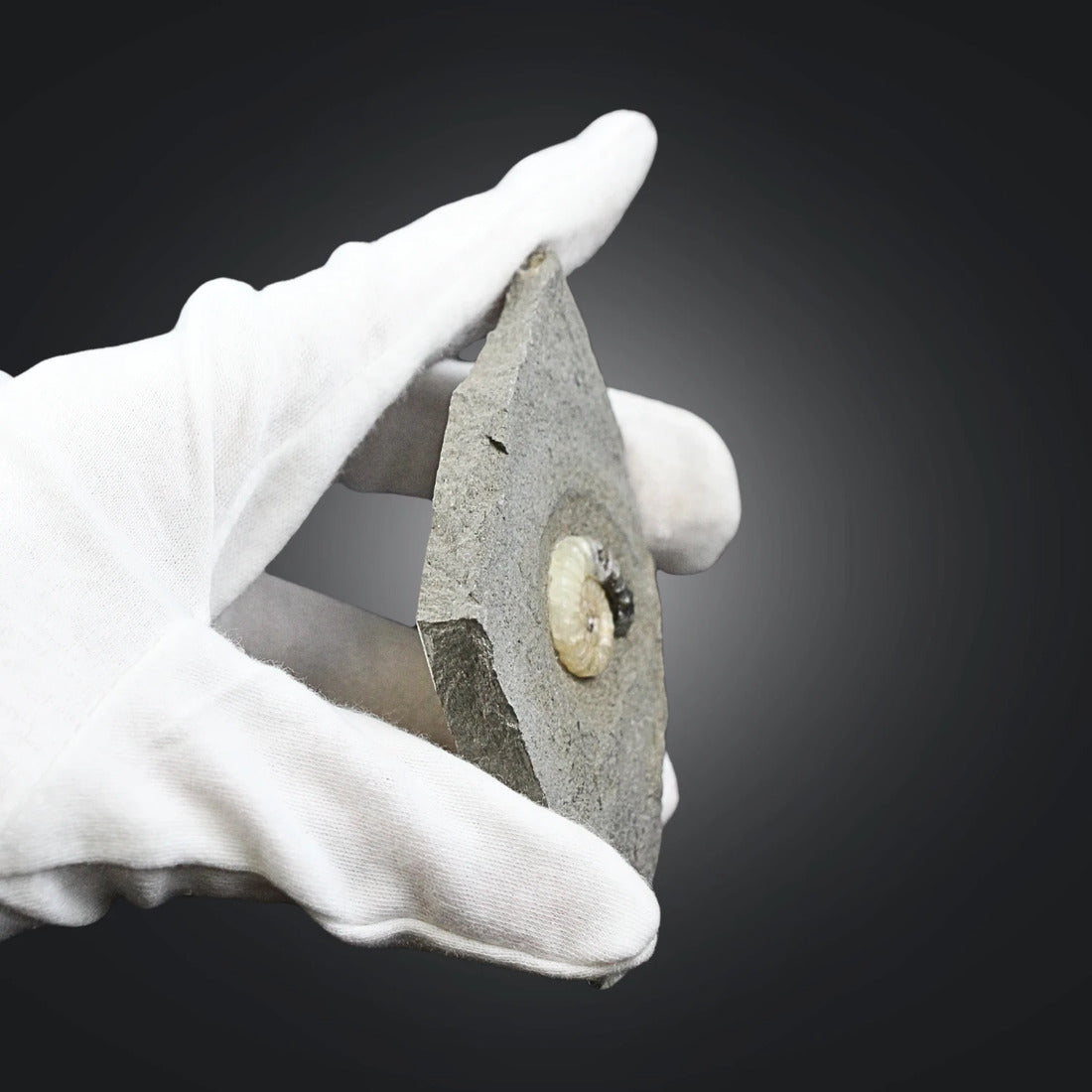 Asteroceras fossil med kalcit, tidig jura, Kina, nr 01