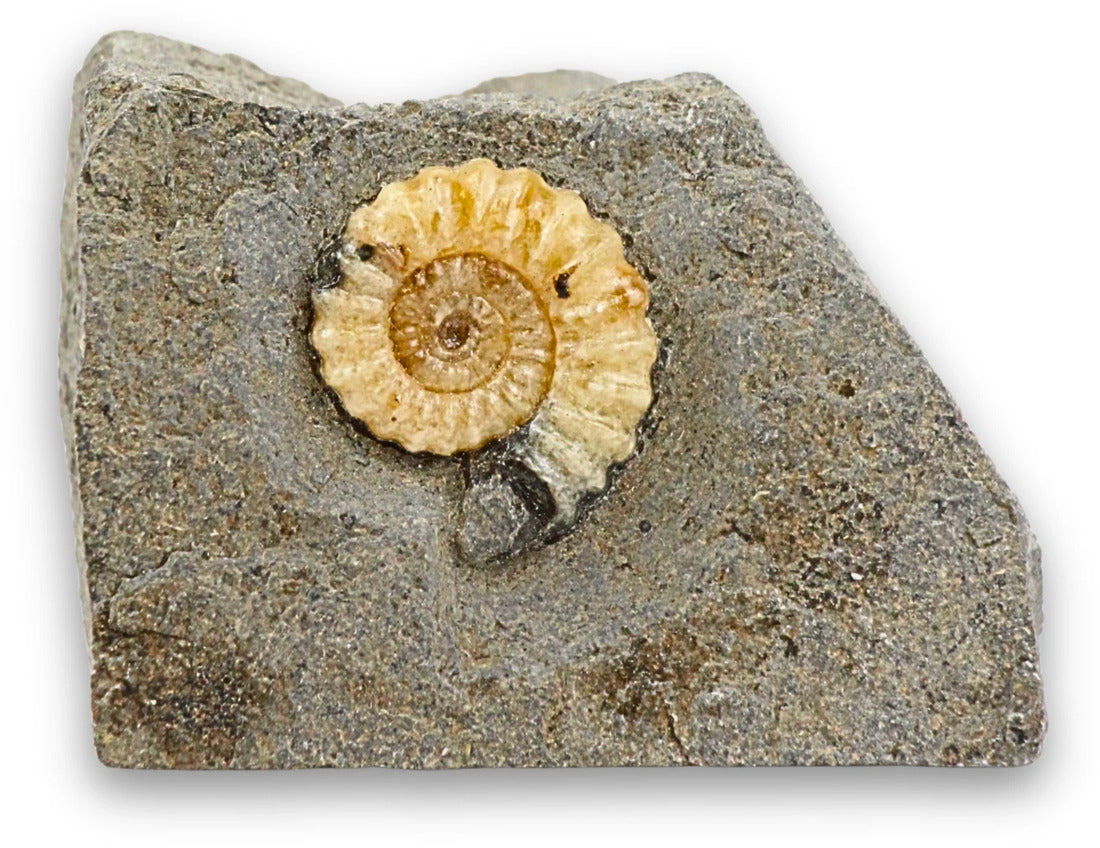Asteroceras fossil med kalcit, tidig jura, Kina, nr 02