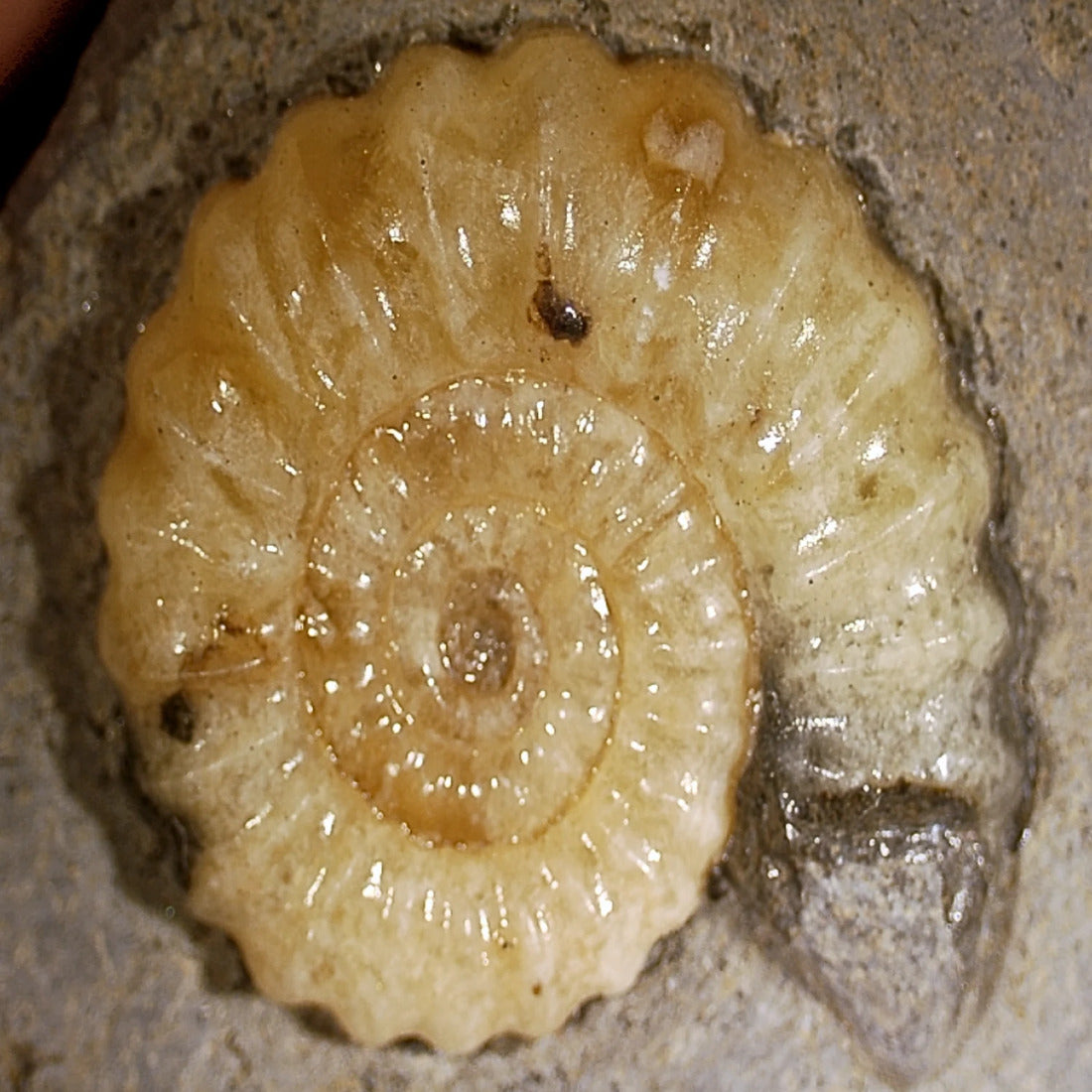 Asteroceras fossil med kalcit, tidig jura, Kina, nr 02
