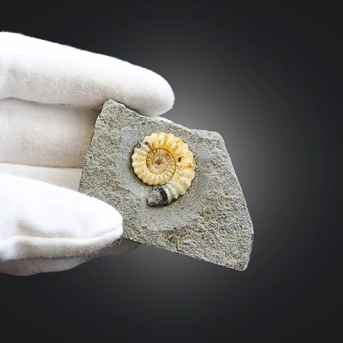 Asteroceras fossil med kalcit, tidig jura, Kina, nr 02