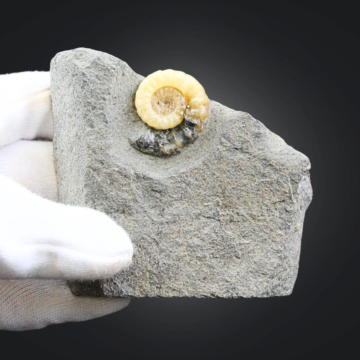 Ammonit fossil med kalcit, Asteroceras, 7,1 cm, nr 03