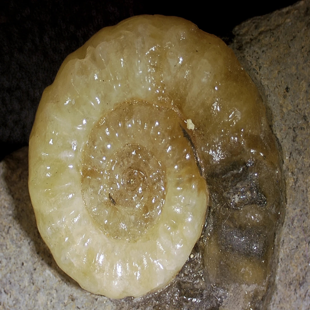 Ammonit fossil med kalcit, Asteroceras, 7,1 cm, nr 03