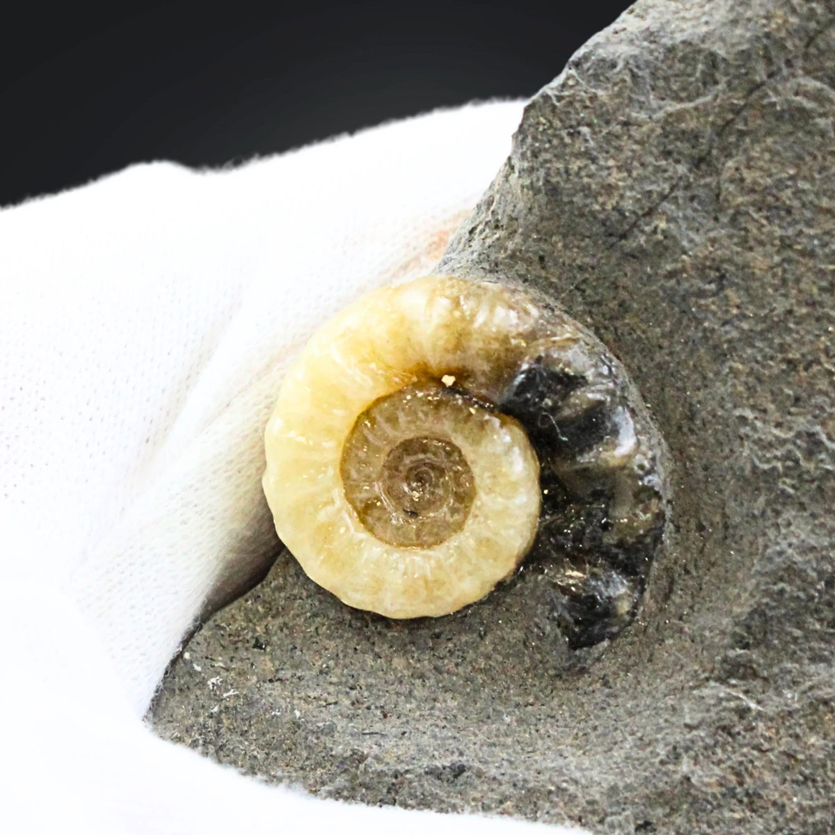 Ammonit fossil med kalcit, Asteroceras, 7,1 cm, nr 03
