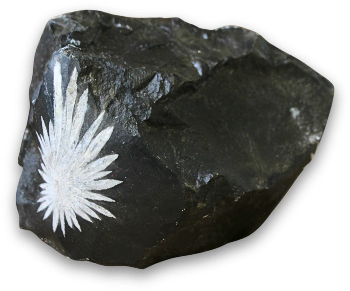 Krysantemumsten rå, 11,5 cm, nr 10