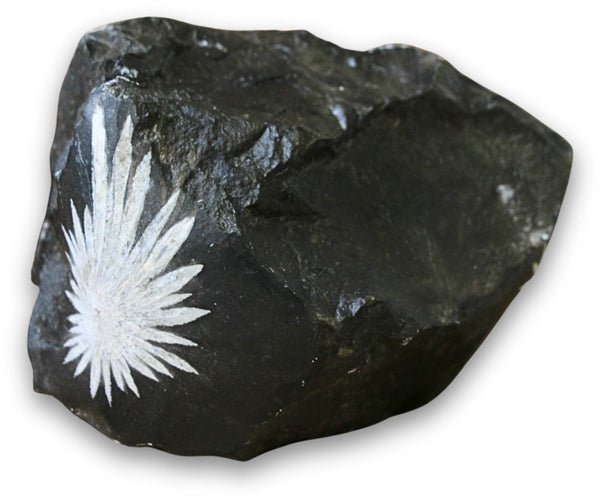 Krysantemumsten rå, 11,5 cm, nr 10