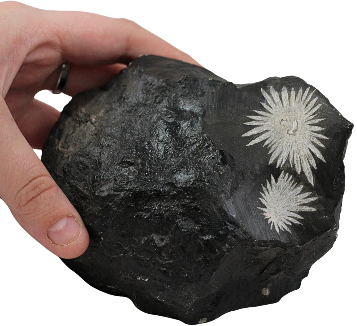 Krysantemumsten rå, 10 cm, nr 13