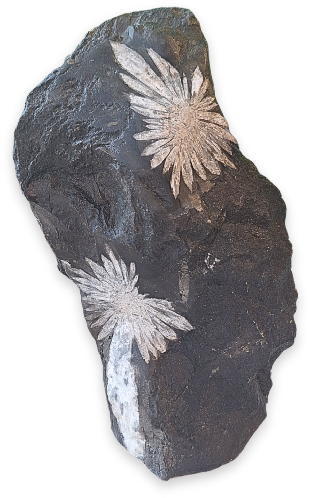 Krysantemumsten skulptur, rå, 21 cm, ca 2 kg, nr 05