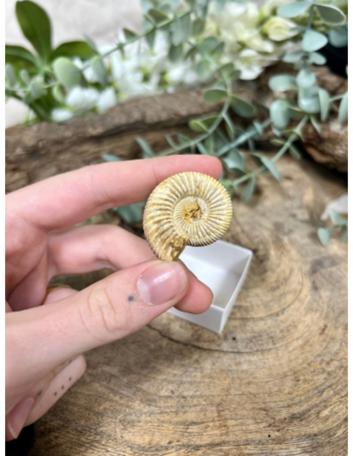Ammonit fossil i ask, rå, 3,5 cm