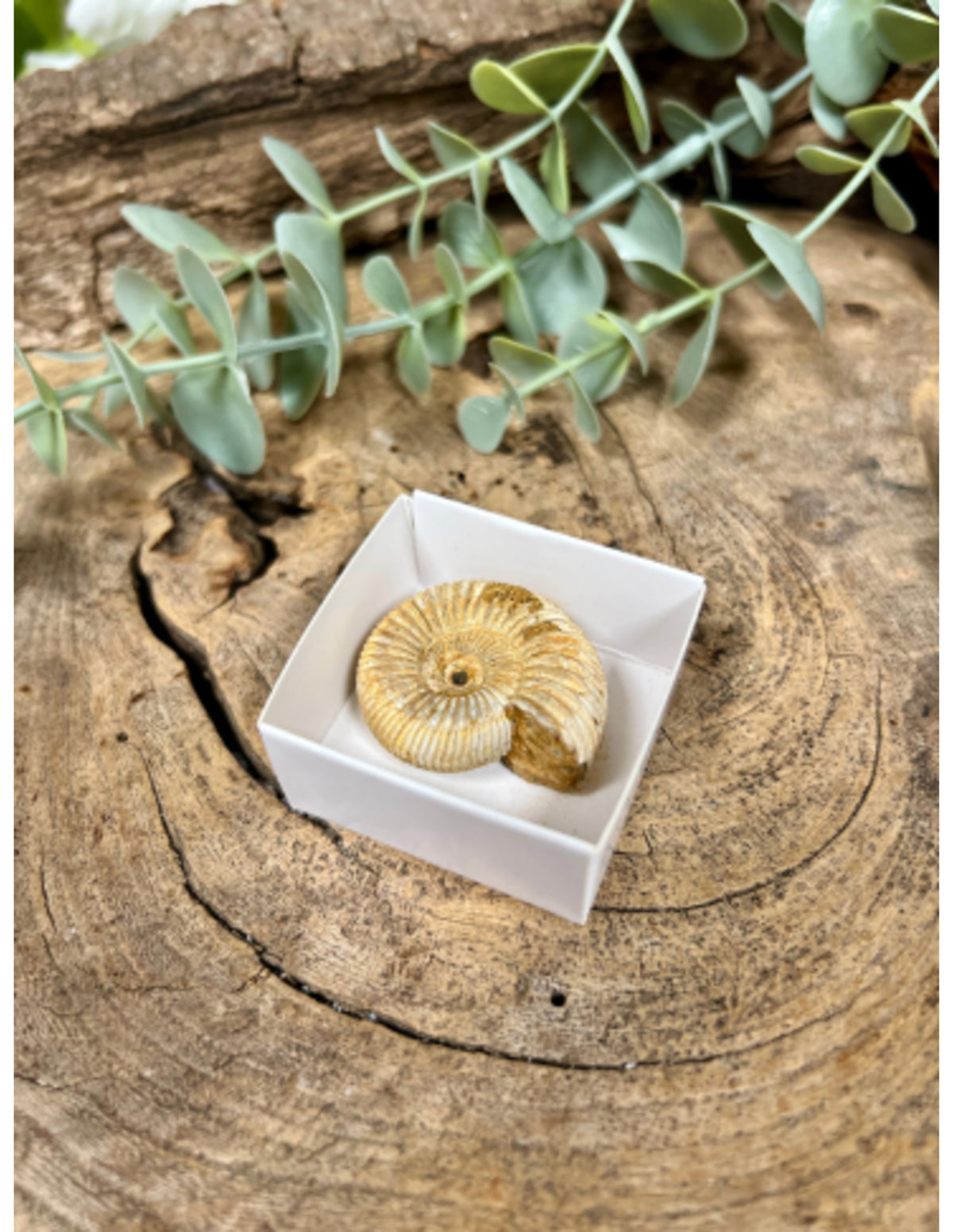 Ammonit fossil i ask, rå, 3,5 cm
