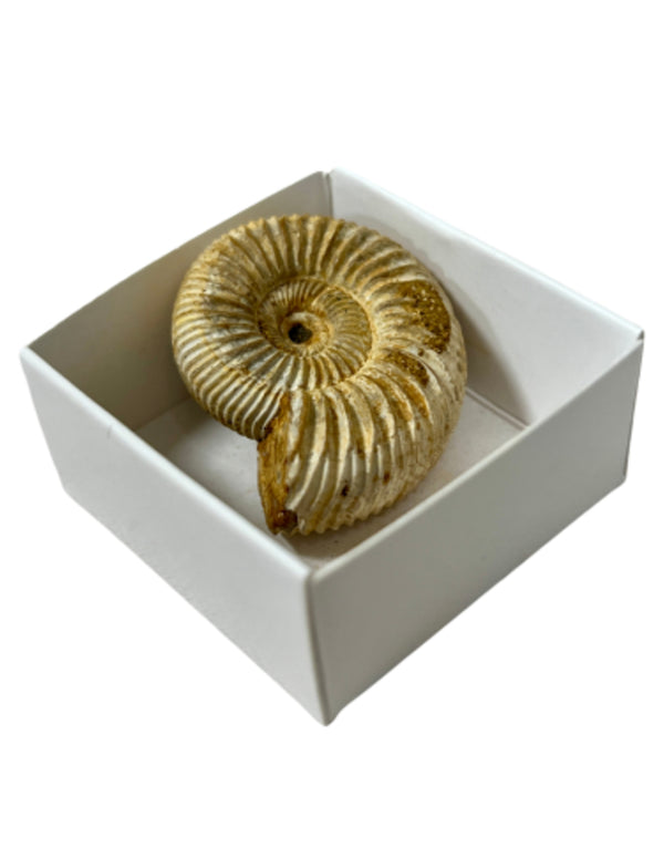 Ammonit fossil i ask, rå, 3,5 cm