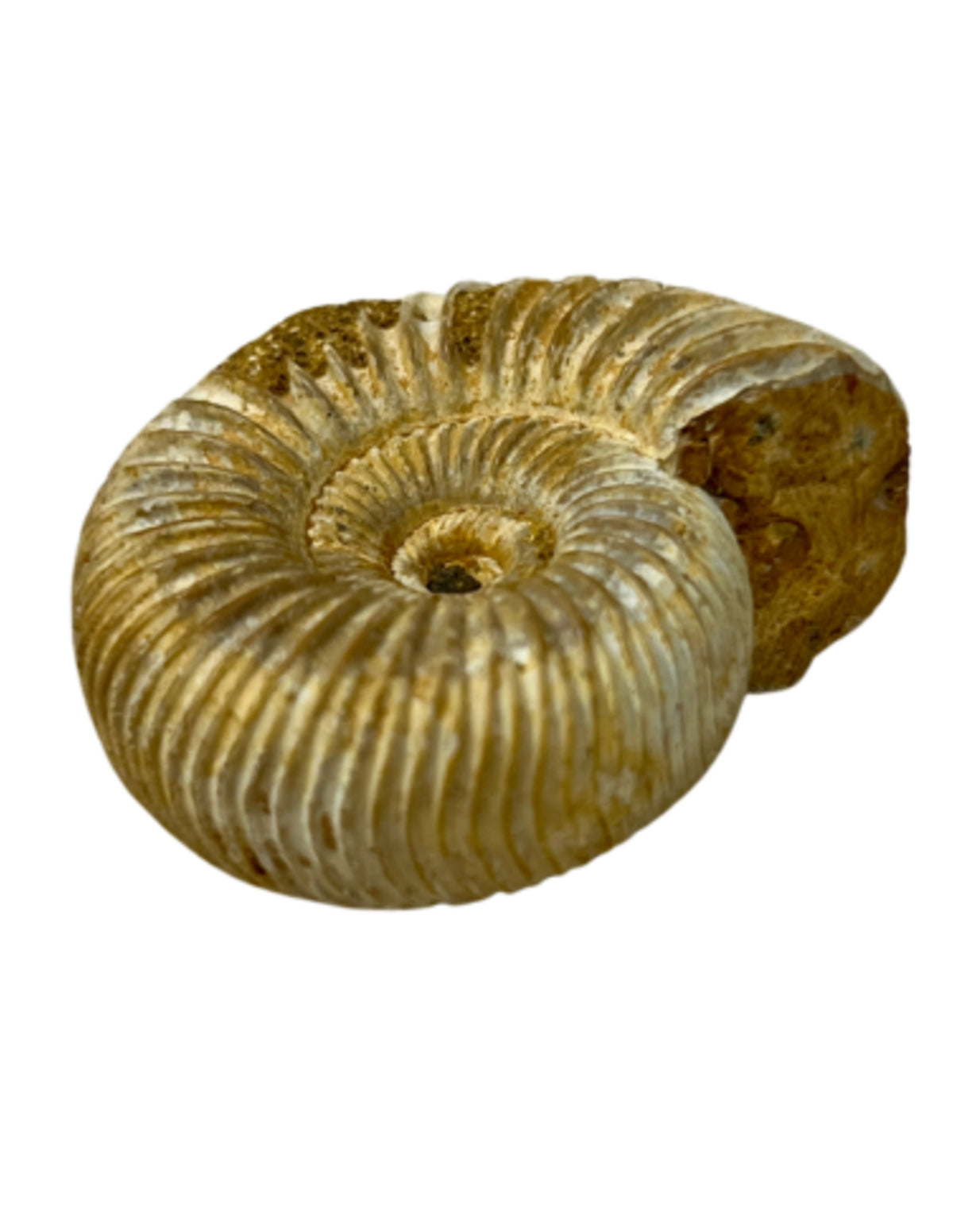 Ammonit fossil i ask, rå, 3,5 cm