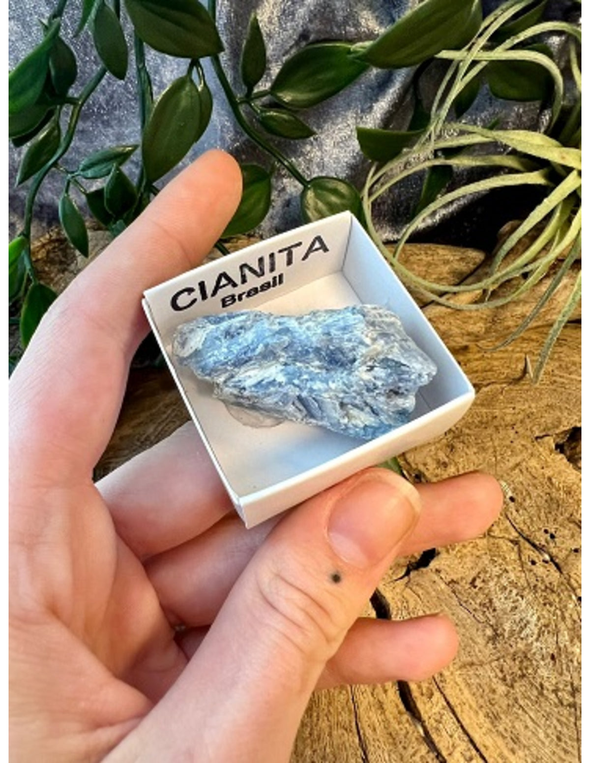 Kyanit blå mineralprov i ask, 2 till 4 cm