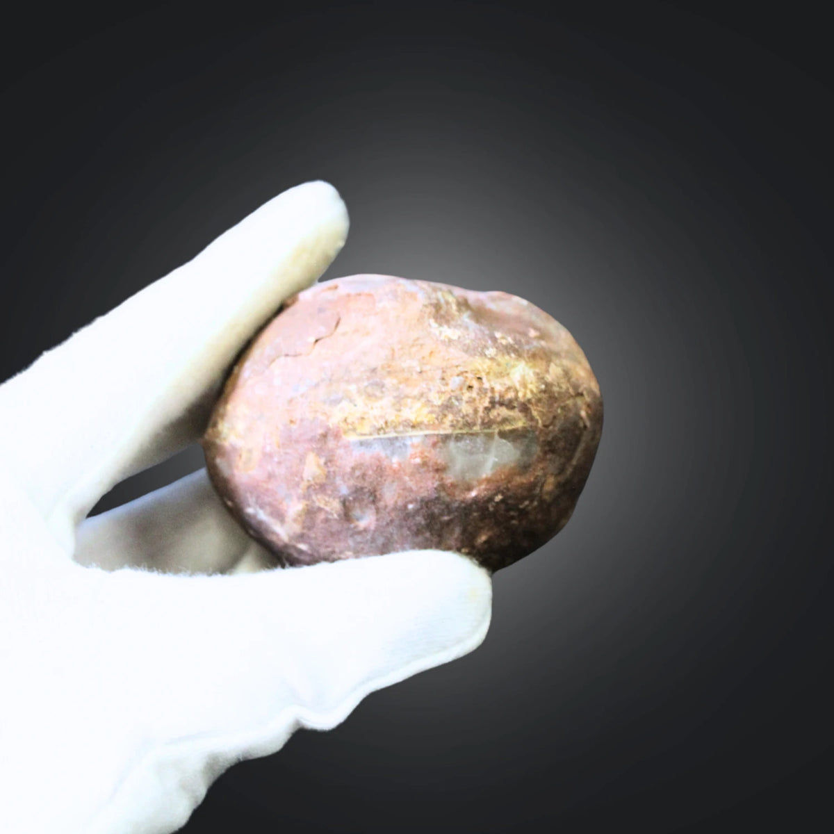 Fossil sjöborre, jura, Kina, 6 cm, nr 62